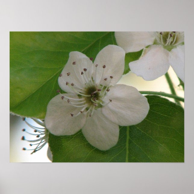 Bradford Pear Bloom Poster (Front)