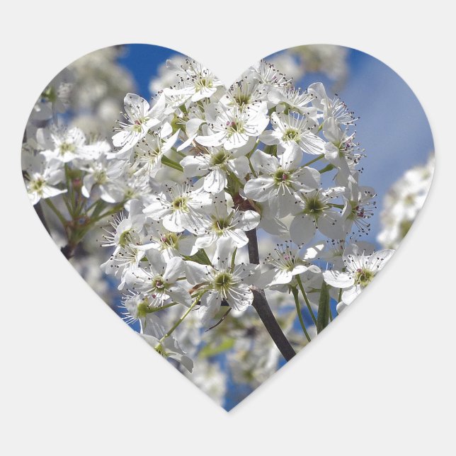 Bradford Pear Blooms Heart Sticker (Front)