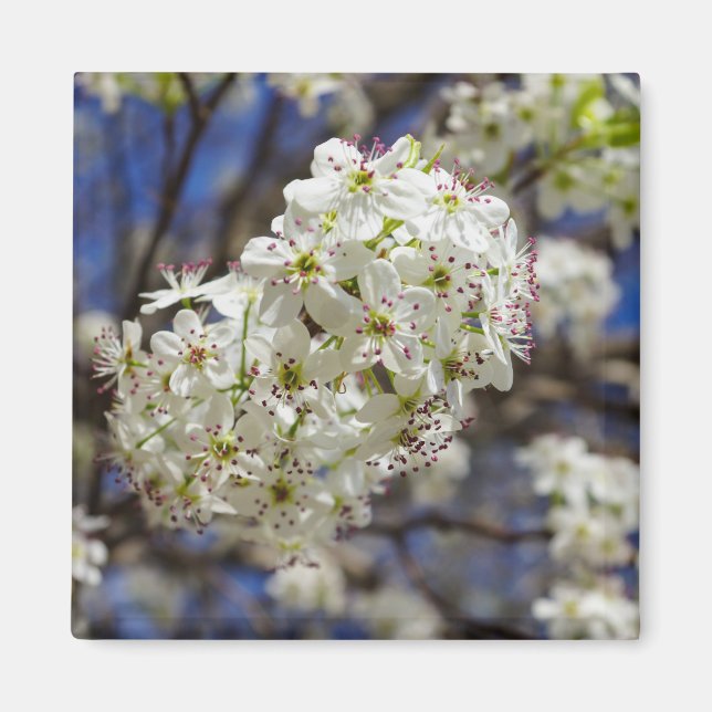 Bradford Pear Blooms Magnet (Front)