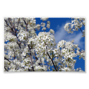 Bradford Pear Blooms  Photo Print