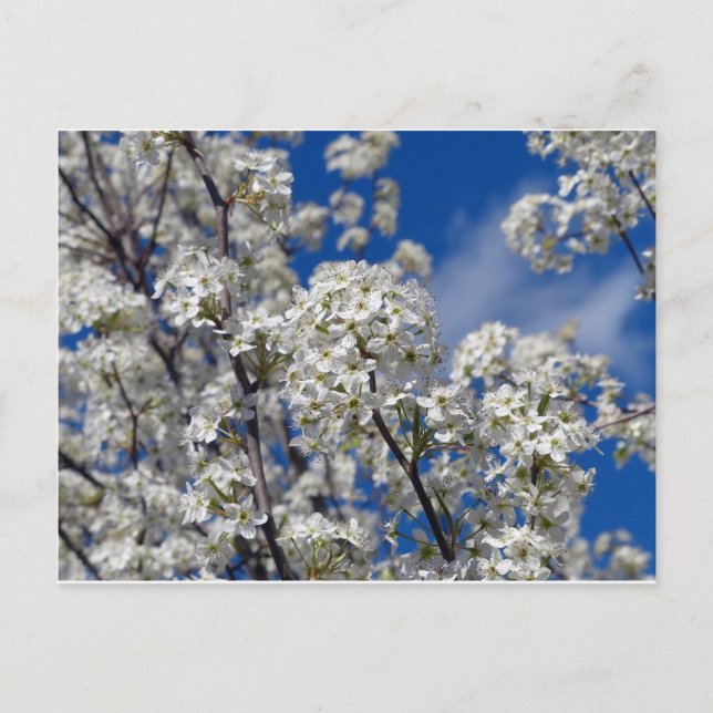 Bradford Pear Blooms Postcard (Front)