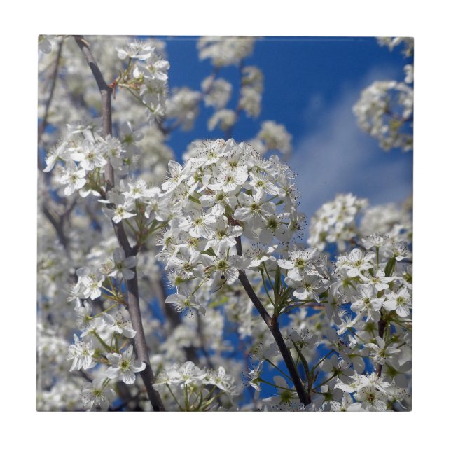 Bradford Pear Blooms Tile (Front)