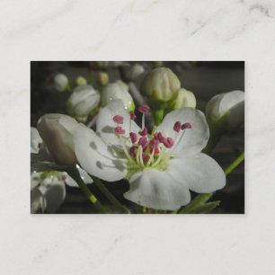 Bradford Pear Blossom ATC Photo Card