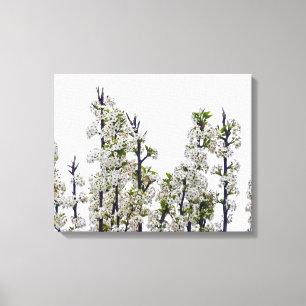 Bradford Pear Blossoms Canvas Print