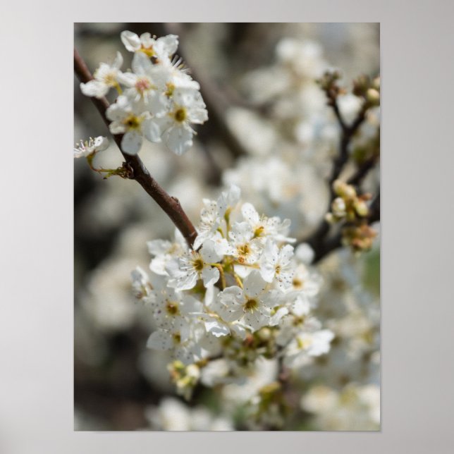 Bradford Select Focus Poster (Front)