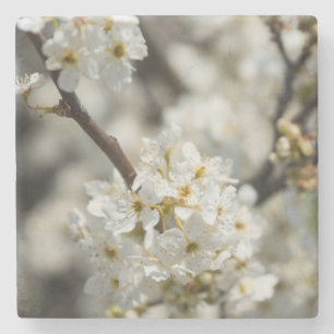 Bradford Select Focus Stone Coaster