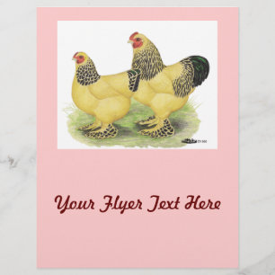 Brahma Buff Pair Flyer