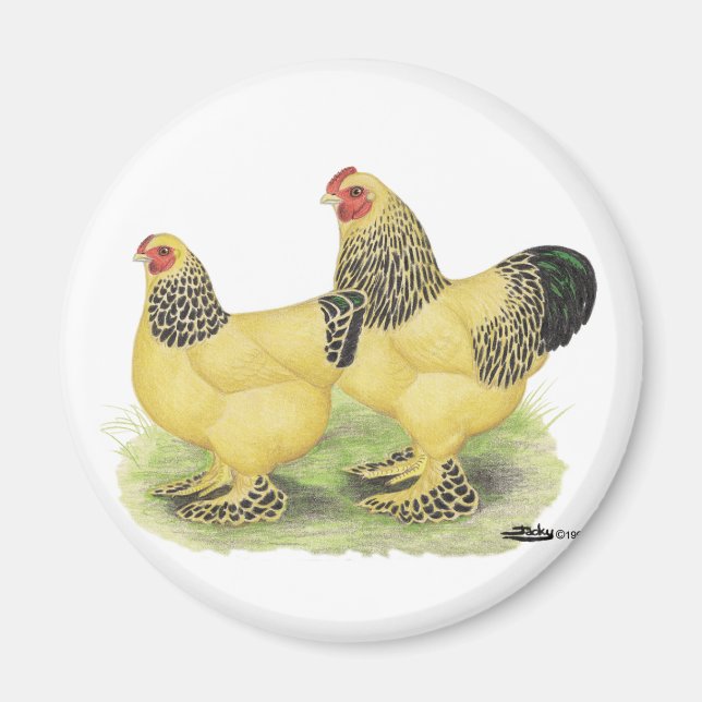 Brahma Buff Pair Magnet (Front)