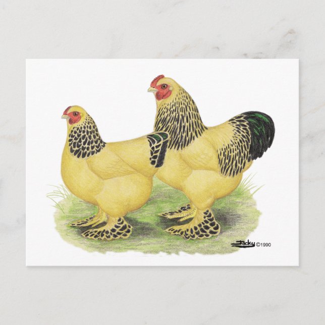 Brahma Buff Pair Postcard (Front)