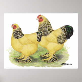 Brahma Buff Pair Poster