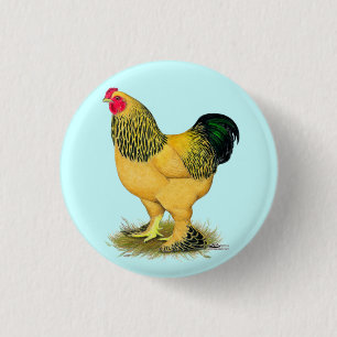 Brahma:  Buff Rooster 3 Cm Round Badge