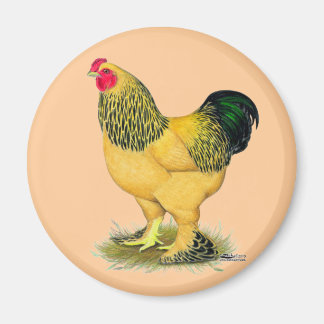 Brahma: Buff Rooster Magnet