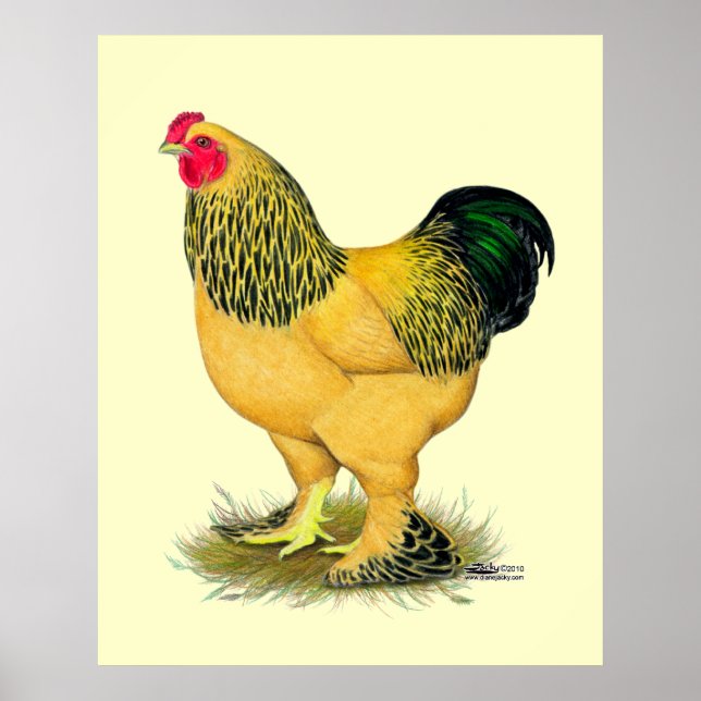 Brahma:  Buff Rooster Poster (Front)