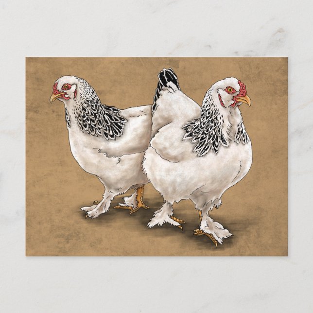 Brahma Chicken Hens Postcard (Front)