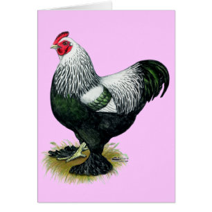 Brahma:  Dark Rooster
