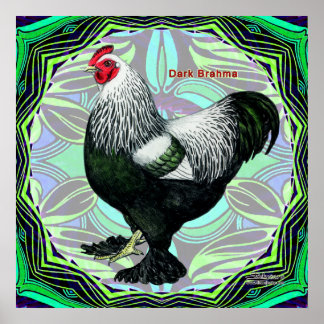 Brahma: Fancy Dark Rooster Poster