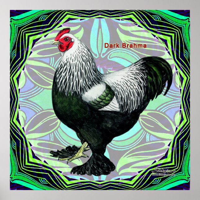 Brahma:  Fancy Dark Rooster Poster (Front)