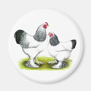 Brahma: Light Magnet