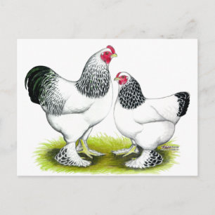 Brahma:  Light Postcard