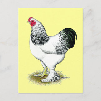 Brahma: Light Rooster Postcard
