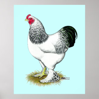 Brahma: Light Rooster Poster
