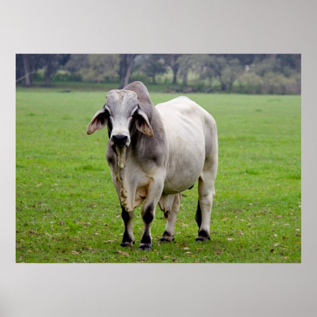 Brahman (aka. Brahma) Bull in Field Poster (Front)