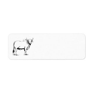 Brahman Cow