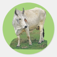 Brahman Cow