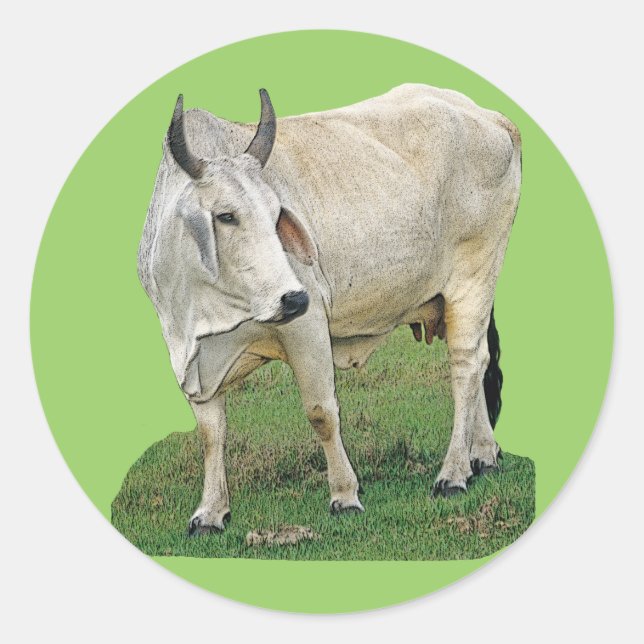 Brahman Cow Classic Round Sticker (Front)