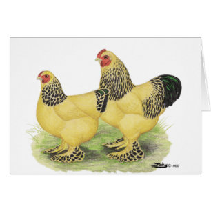 Brahmas: Buff Bantams