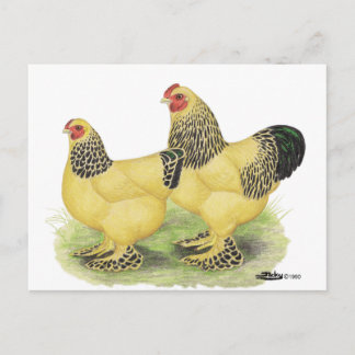 Brahmas: Buff Bantams Postcard