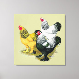 Brahmas Three Roosters Canvas Print