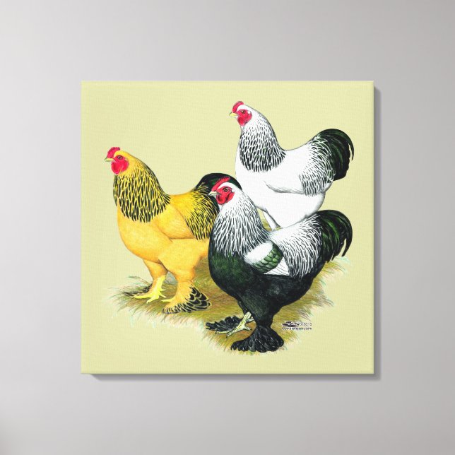 Brahmas Three Roosters Canvas Print (Front)