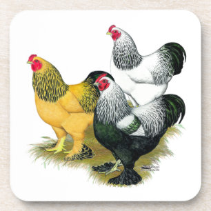 Brahmas Three Roosters Coaster