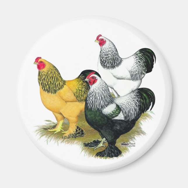 Brahmas Three Roosters Magnet (Front)