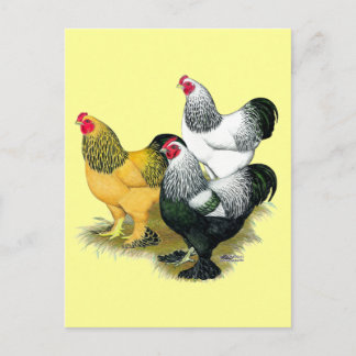 Brahmas Three Roosters Postcard