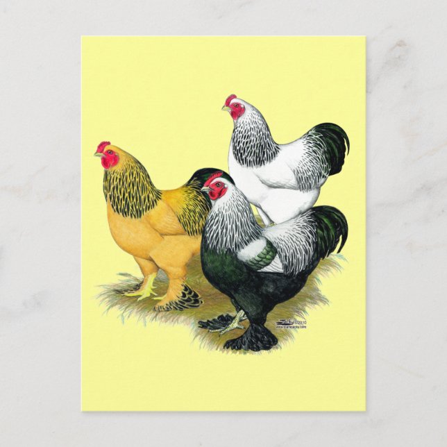 Brahmas Three Roosters Postcard (Front)
