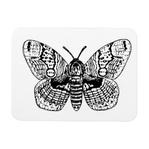 Brahmin moth drawing magnet
