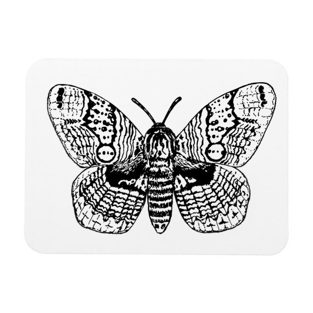Brahmin moth drawing magnet (Horizontal)