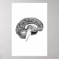 Brain Anatomy Illustration Poster
