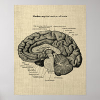 Brain Anatomy no. 2 with Cream Background