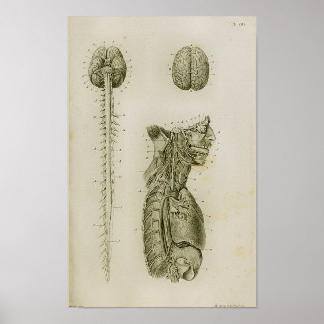 Brain Spinal Cord Nerves Anatomy Print (Front)