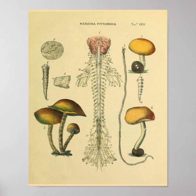 Brain Spinal Nerves Anatomy Mushrooms Art Print (Front)