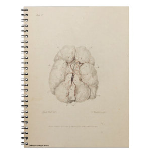 Brain Spiral Notebook