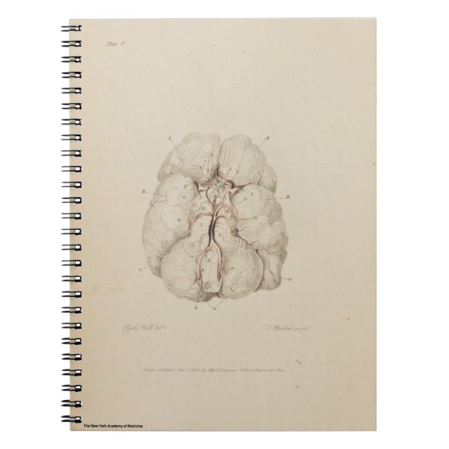 Brain Spiral Notebook (Front)