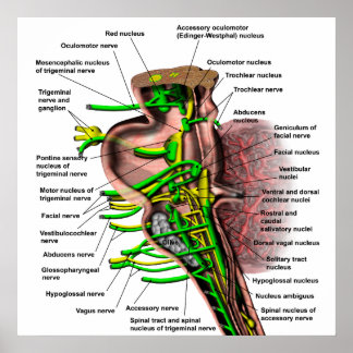Brain stem showing origin of various nerves poster