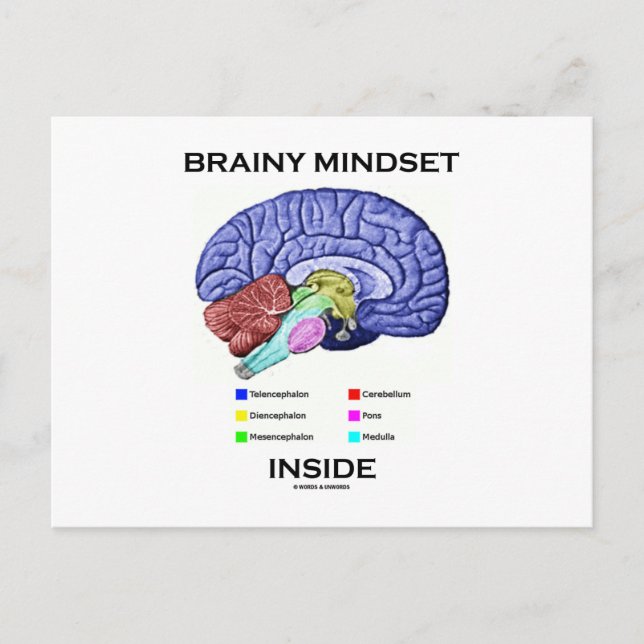 Brainy Mindset Inside (Anatomical Brain) Postcard (Front)