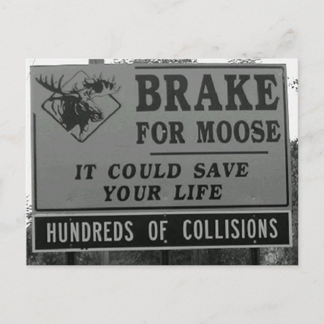 Brake for Moose Postcard (Front)