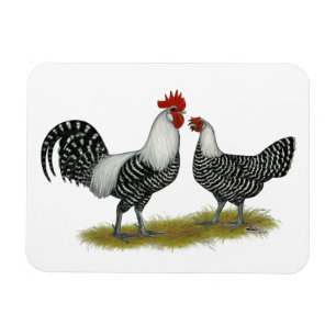 Brakel Chickens Magnet