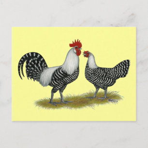 Brakel Chickens Postcard